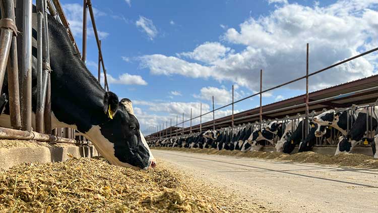 Lakin Dairy